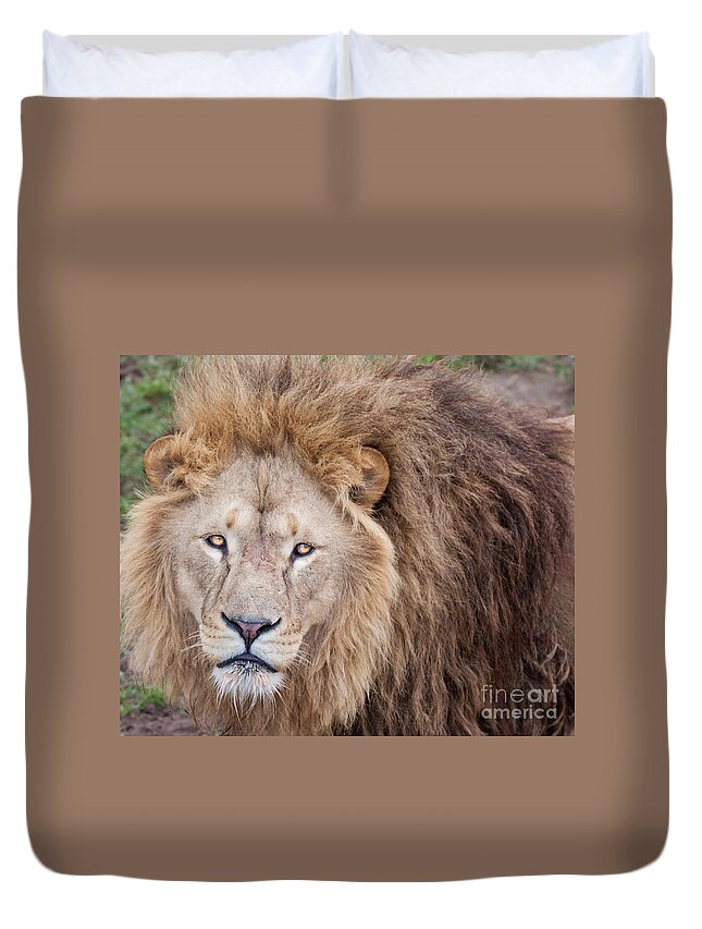 Lion Stare At Camera Duvet Cover For Sale By Shaun Wilkinson