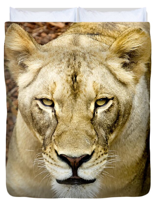 Lion Duvet Cover featuring the photograph Lion-Wildlife by David Millenheft