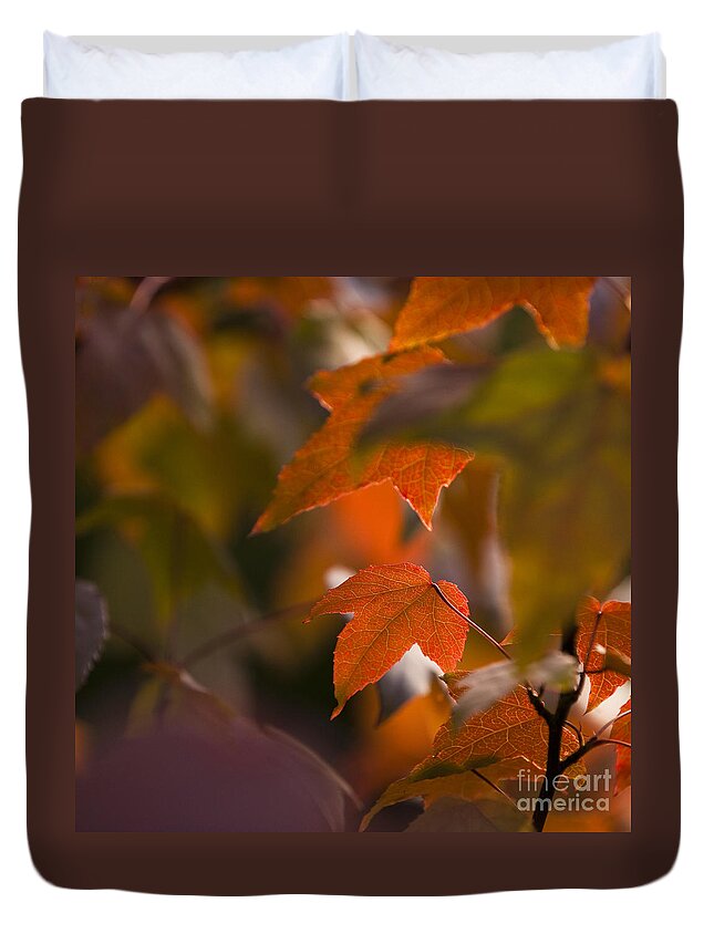 Acalycina Duvet Cover featuring the photograph Liquidambar Autumn by Anne Gilbert