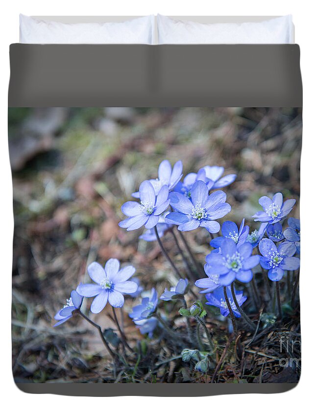 Hepatica Nobilis Duvet Cover featuring the photograph liverleaf II by Hannes Cmarits