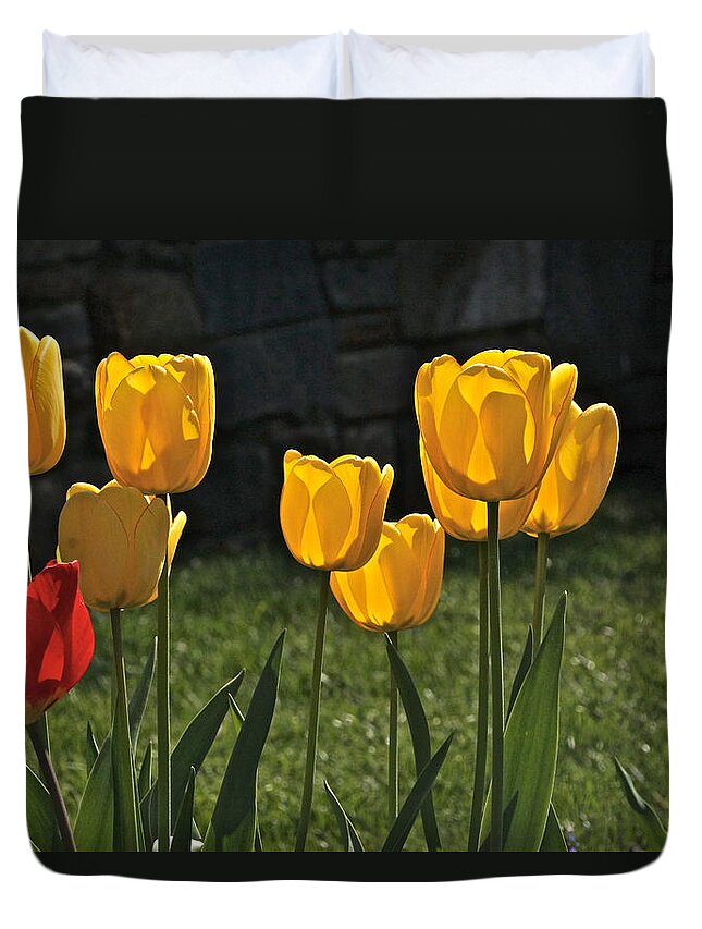 Lollipop Color Tulips Duvet Cover featuring the photograph Lollipop Tulips and Grass and Stone Wall by Byron Varvarigos