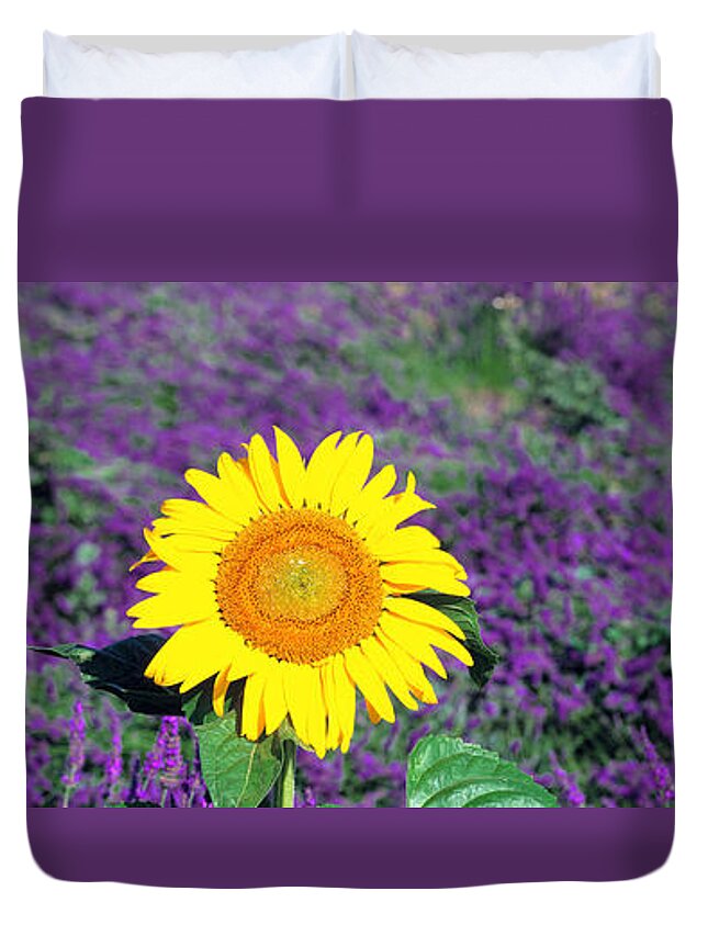 Panoramic Duvet Cover featuring the photograph Lone Sunflower In Lavender Field France by Panoramic Images