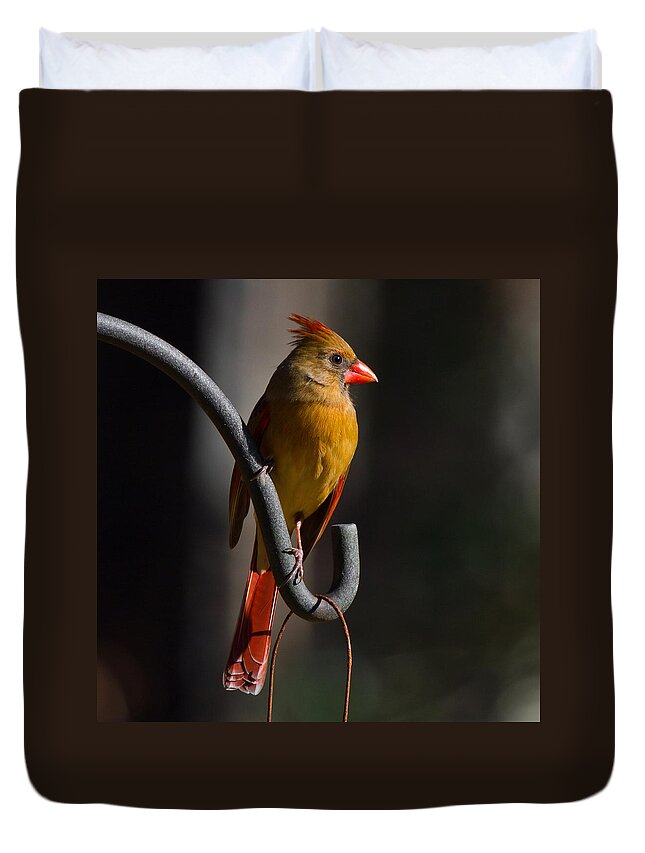 Female Cardinal Duvet Cover featuring the photograph Looking For My Man Bird by Robert L Jackson