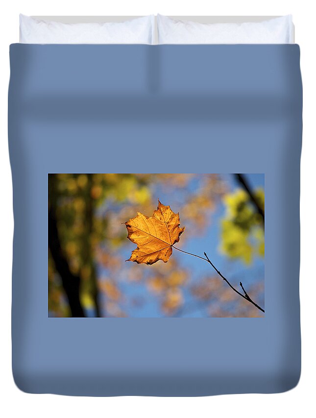 Autumn Duvet Cover featuring the photograph Looking Up by Penny Meyers