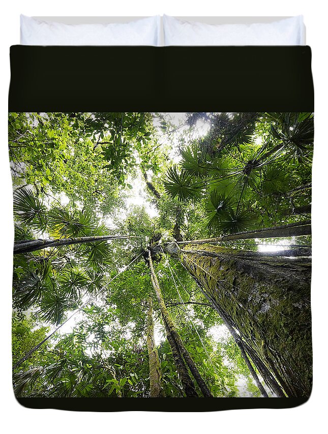 Feb0514 Duvet Cover featuring the photograph Looking Up To Rainforest Canopy Costa by Hiroya Minakuchi