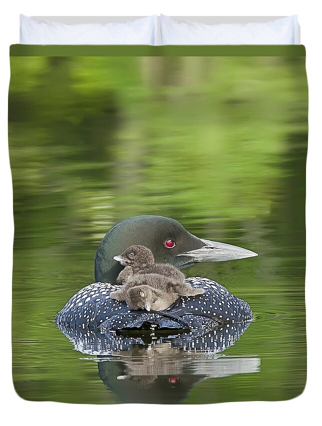 Common Loon Duvet Cover featuring the photograph Loon Chicks - Nap Time by John Vose