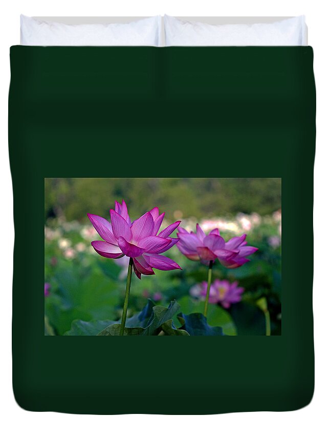 Kenilworth Duvet Cover featuring the photograph Lotus Flowers by Jerry Gammon