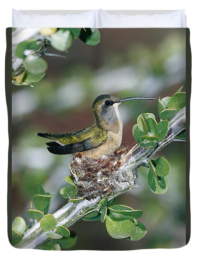 00196934 Duvet Cover featuring the photograph Lucifer Hummingbird Female Nesting by Konrad Wothe