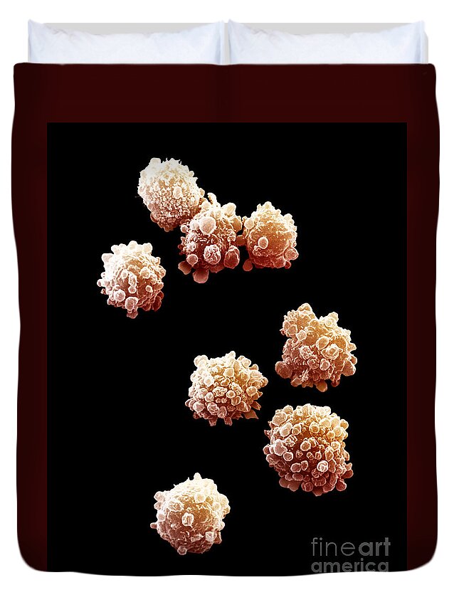 Lymphocytes Duvet Cover featuring the photograph Lymphocytes Undergoing Apoptosis by David M. Phillips