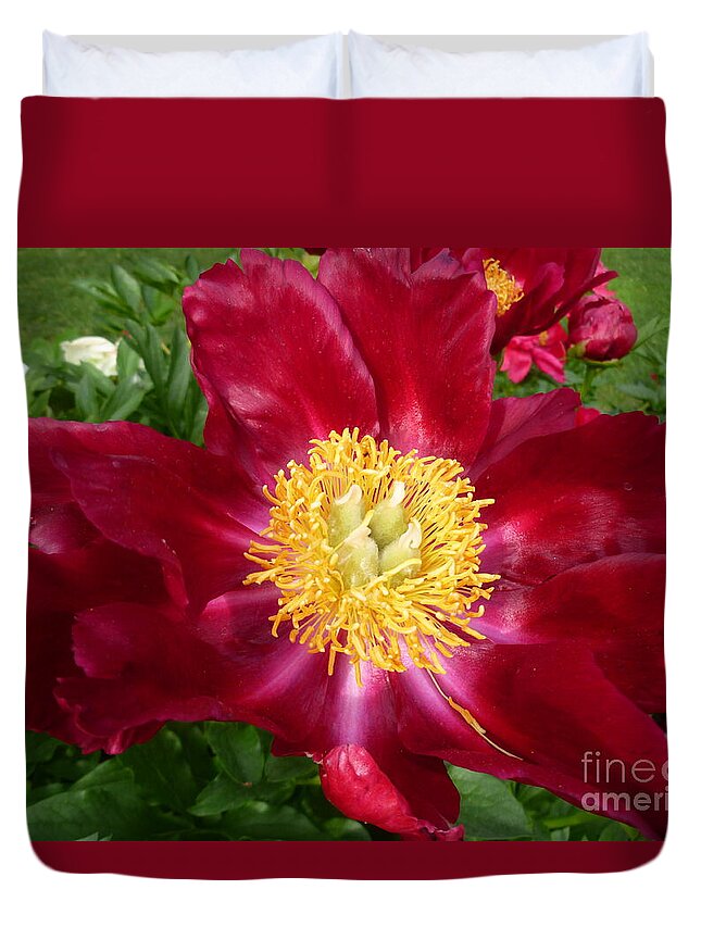 Peony Flower Duvet Cover featuring the photograph Mahogany Peony by Lingfai Leung