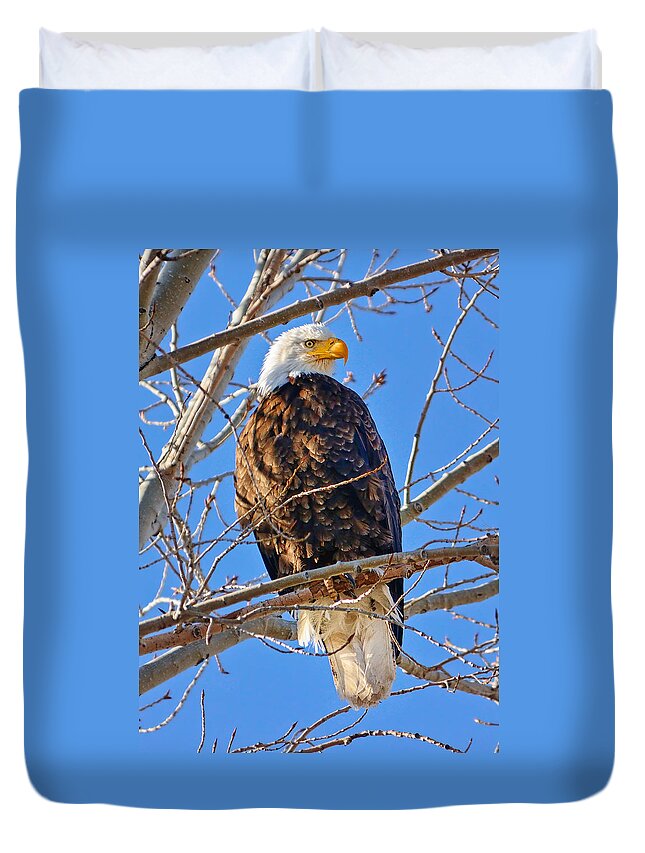 Bald Eagle Duvet Cover featuring the photograph Majestic Bald Eagle by Greg Norrell
