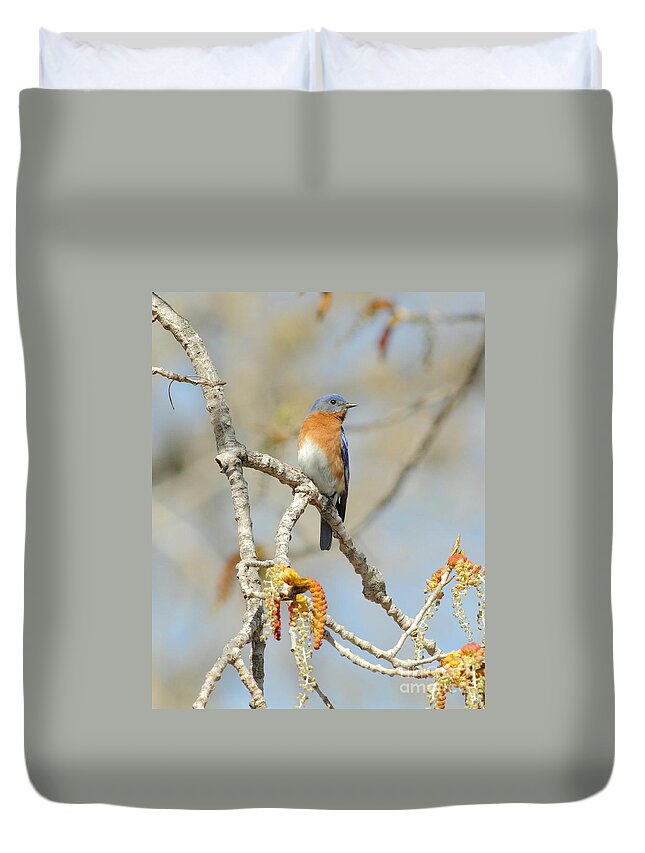 Animal Duvet Cover featuring the photograph Male Bluebird In Budding Tree by Robert Frederick