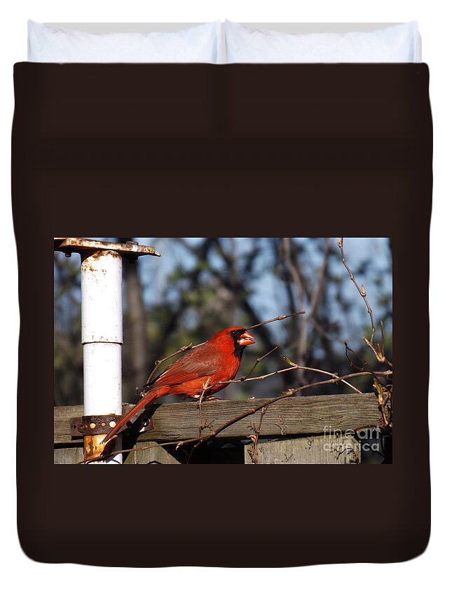Bird Duvet Cover featuring the photograph Male Cardinal on Fence by Brenda Brown