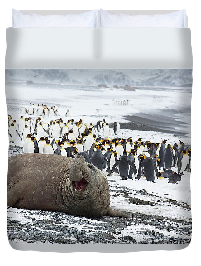 Snow Duvet Cover featuring the photograph Male Elephant Seal On The Shore At by Darrell Gulin