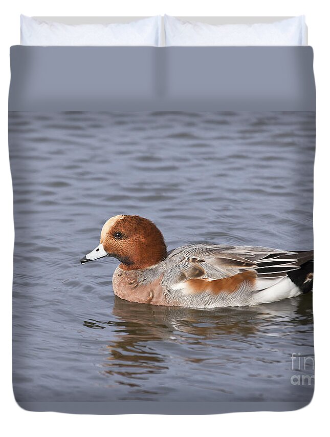 Eurasian Wigeon Duvet Cover featuring the photograph Male Eurasian Wigeon Anas penelope by Liz Leyden