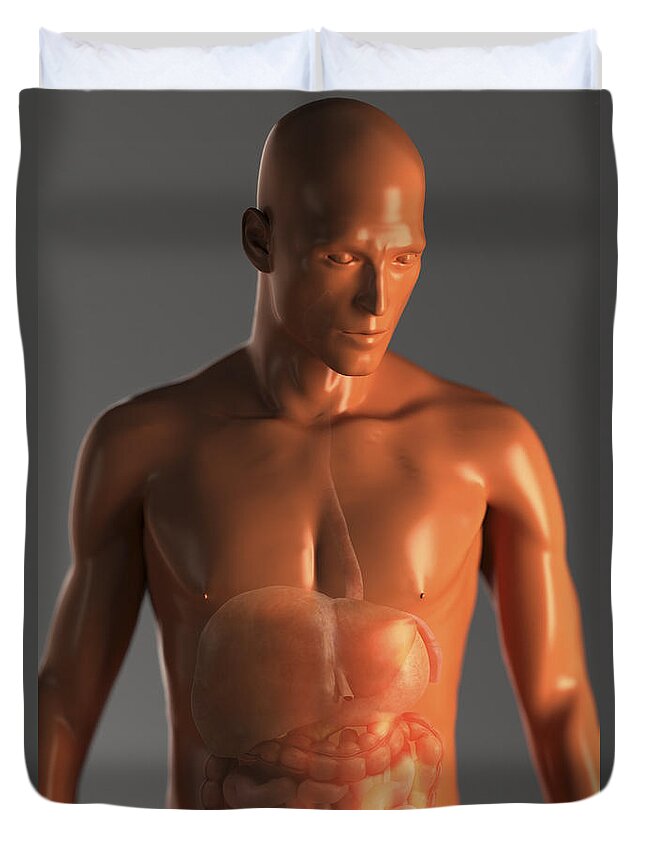 Internal Organs Duvet Cover featuring the photograph Male Figure With Digestive System by Science Picture Co