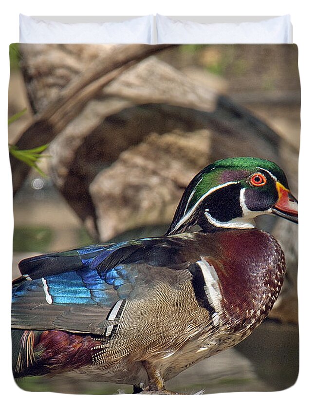 Marsh Duvet Cover featuring the photograph Male Wood Duck DWF029 by Gerry Gantt