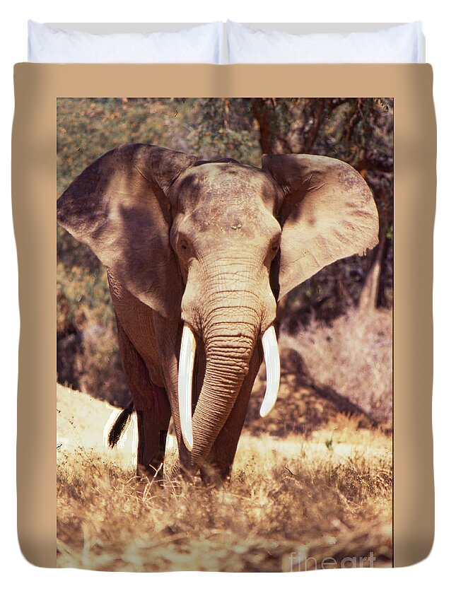 Mana Pools Duvet Cover featuring the photograph Mana Pools Elephant by Jeremy Hayden