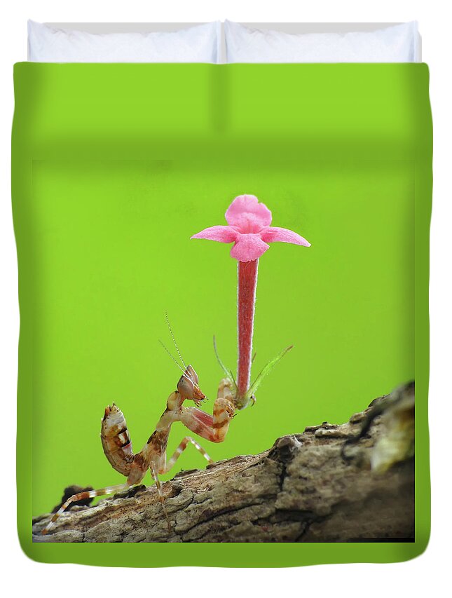 Insect Duvet Cover featuring the photograph Mantis With Flower by Adegsm