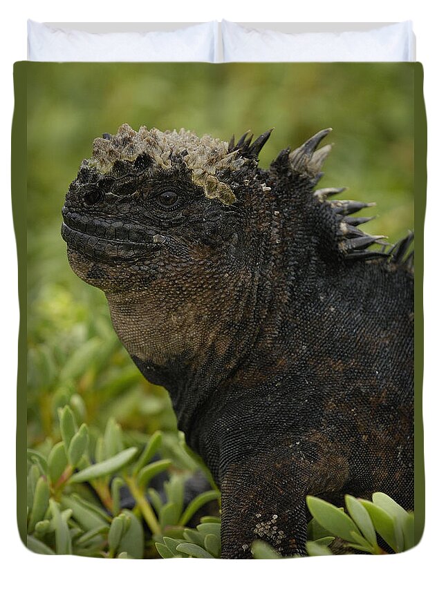 Feb0514 Duvet Cover featuring the photograph Marine Iguana Galapagos Islands by Pete Oxford
