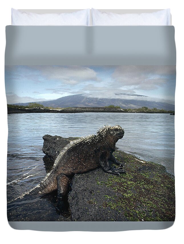 Feb0514 Duvet Cover featuring the photograph Marine Iguana Punta Espinosa Galapagos by Tui De Roy