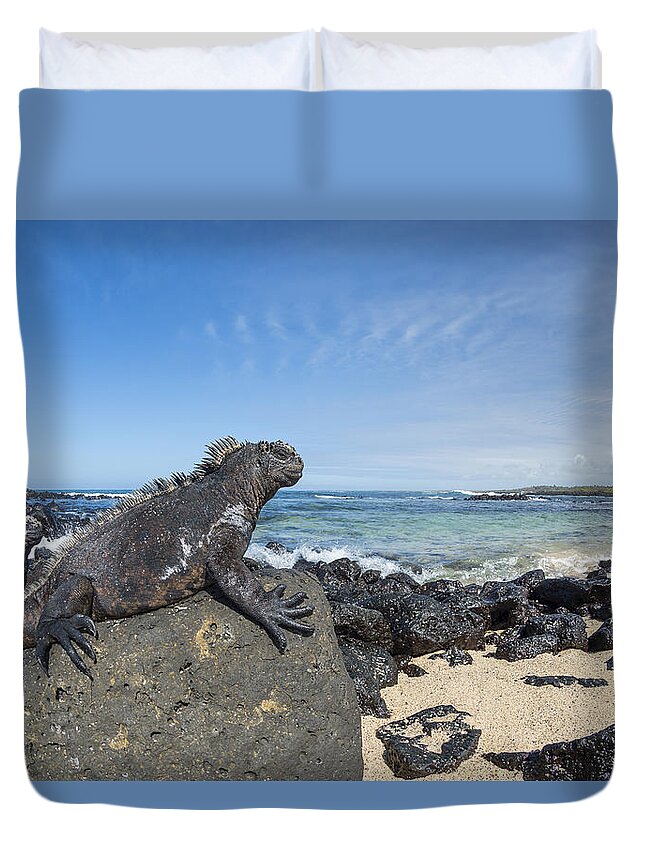 534132 Duvet Cover featuring the photograph Marine Iguana Santa Cruz Isl Galapagos by Tui De Roy