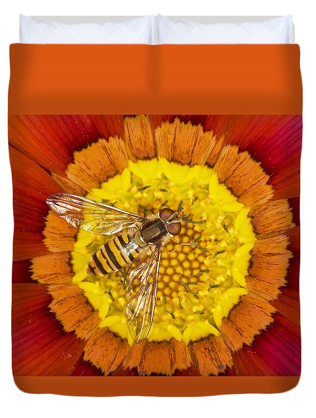 Flpa Duvet Cover featuring the photograph Marmalade Hoverfly On Gazania Essex by Bill Coster