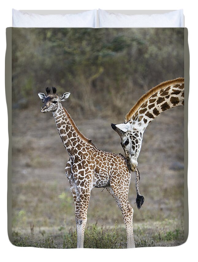 Feb0514 Duvet Cover featuring the photograph Masai Giraffe Mother Nuzzling Calf by Konrad Wothe