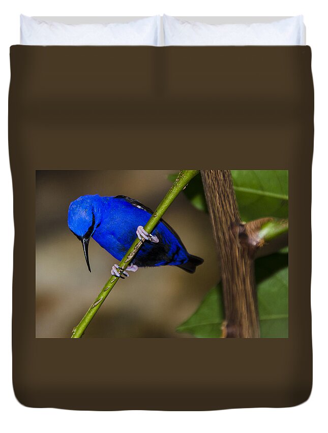 Penny Lisowski Duvet Cover featuring the photograph Masked Blue Bird by Penny Lisowski