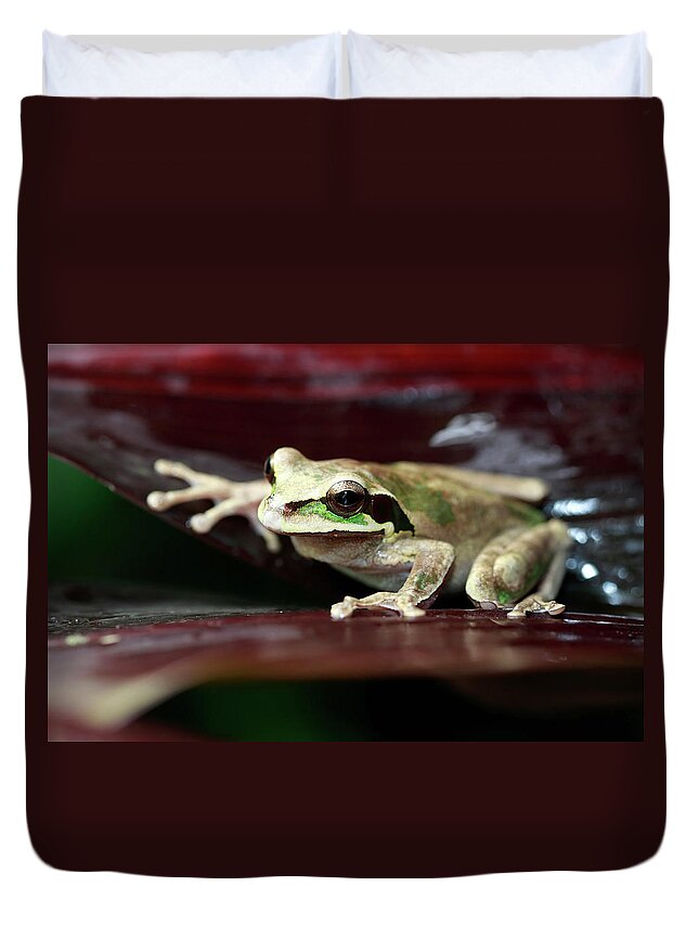 Animal Themes Duvet Cover featuring the photograph Masked Tree Frog by Mlorenzphotography