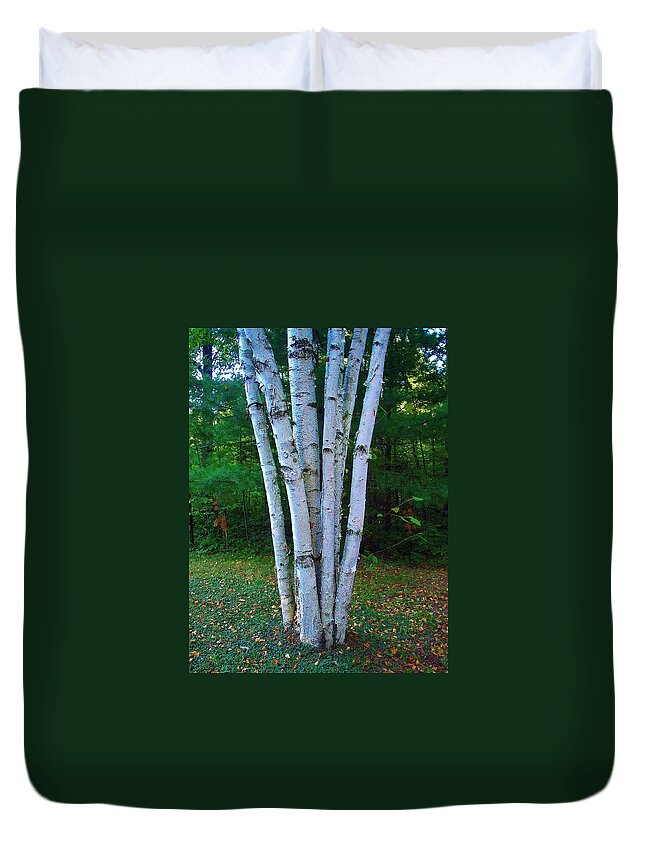Birch Trees Duvet Cover featuring the photograph Micro-grove by Daniel Thompson