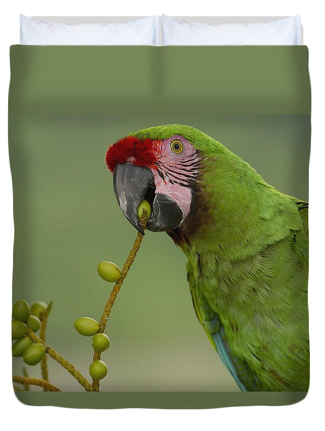 Feb0514 Duvet Cover featuring the photograph Military Macaw Feeding On Palm Fruit by Pete Oxford