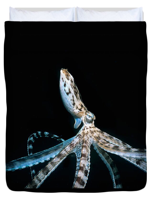 Underwater Duvet Cover featuring the photograph Mimic Octopus by Jeff Rotman