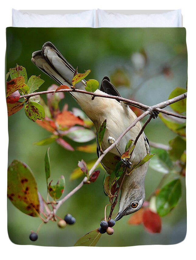 Mockingbird Duvet Cover featuring the photograph Mockingbird And Fall Berries by Kathy Baccari