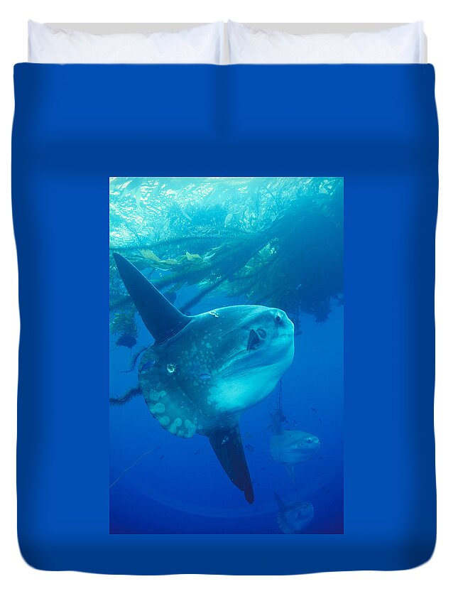 Animal Duvet Cover featuring the photograph Mola Mola Ocean Sunfish by Greg Ochocki