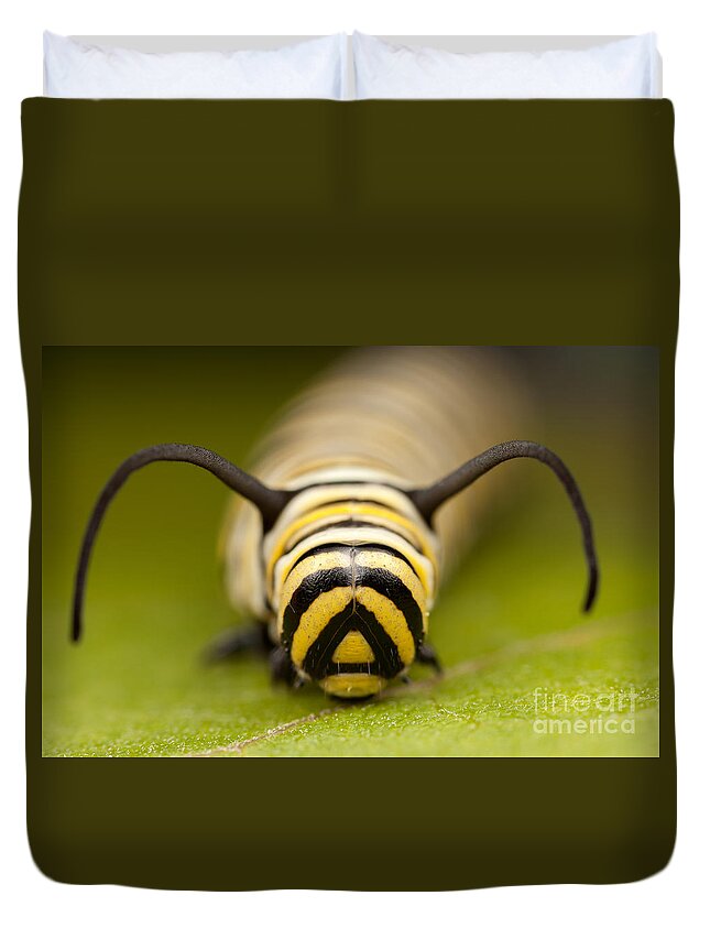 Clarence Holmes Duvet Cover featuring the photograph Monarch Butterfly Caterpillar I by Clarence Holmes