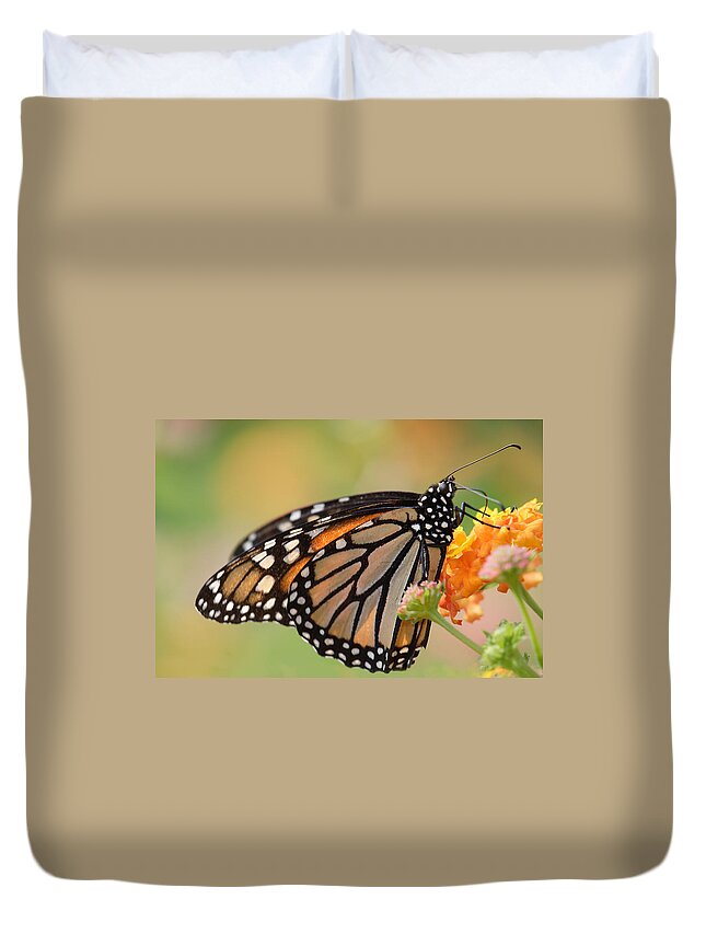 Monarch Butterfly With Backlit Wings Duvet Cover featuring the photograph Monarch Butterfly With Backlit Wings by Daniel Reed