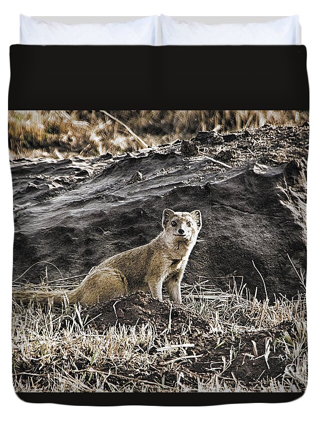 Mongoose Duvet Cover featuring the photograph Mongoose-South Africa by Douglas Barnard