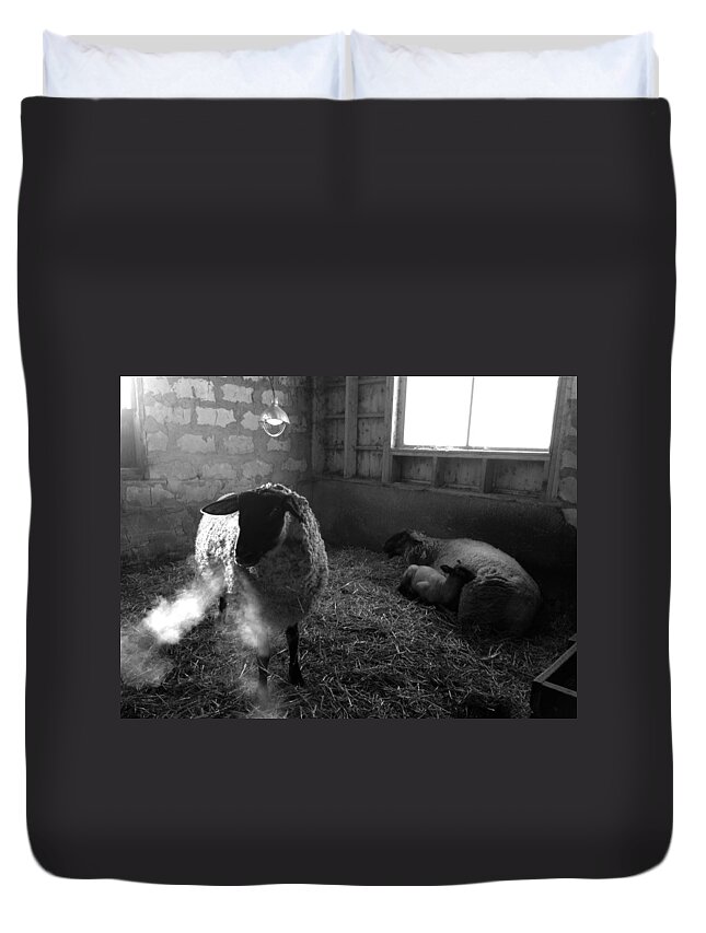 Farm Animals Duvet Cover featuring the photograph Morning Breath 1 by Carrie Godwin