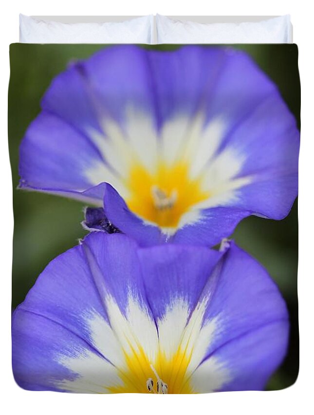 Mccombie Duvet Cover featuring the photograph Morning Glory named Blue Ensign by J McCombie