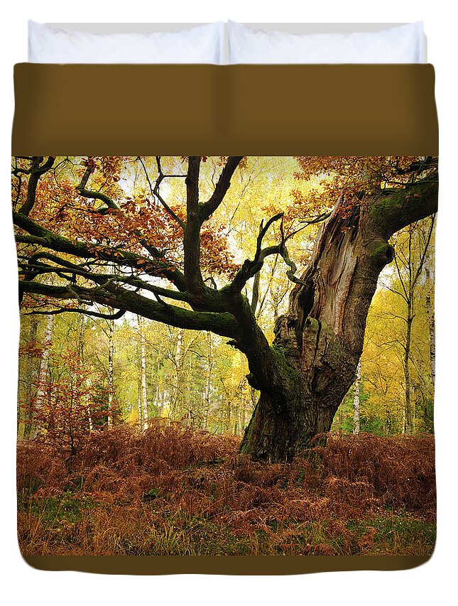 Aging Process Duvet Cover featuring the photograph Moss Covered Ancient Hollow Oak Tree In by Avtg