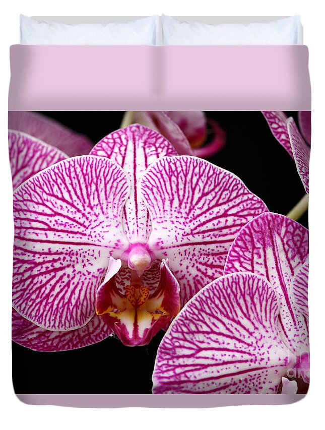 Orchids Duvet Cover featuring the photograph Moth Orchid Patterns by James Brunker