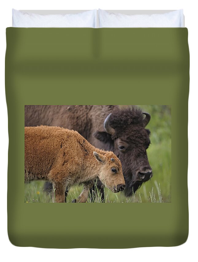 America Duvet Cover featuring the photograph Mother and Calf Bison by Paul W Sharpe Aka Wizard of Wonders