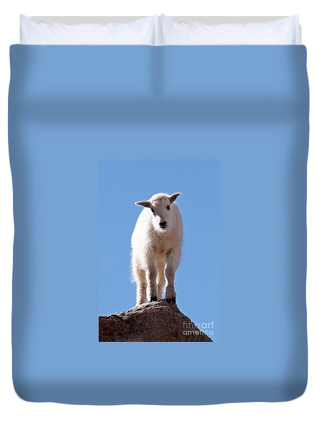 Arapaho National Forest Duvet Cover featuring the photograph Mountain Goat Kid on Mount Evans by Fred Stearns