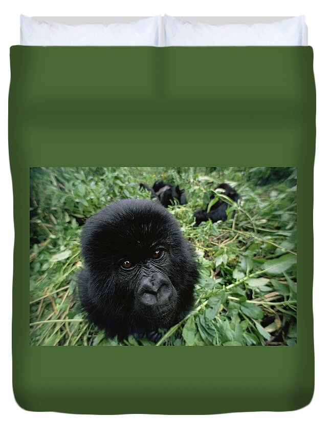 Feb0514 Duvet Cover featuring the photograph Mountain Gorilla Baby Virunga Mts Rwanda by Gerry Ellis