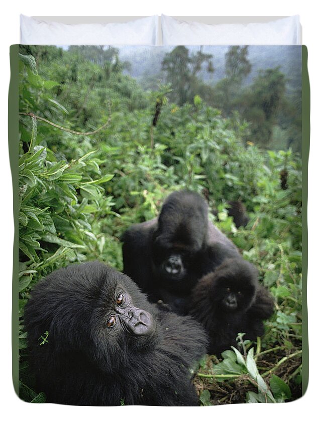 00200879 Duvet Cover featuring the photograph Mountain Gorilla Family in Forest by Gerry Ellis