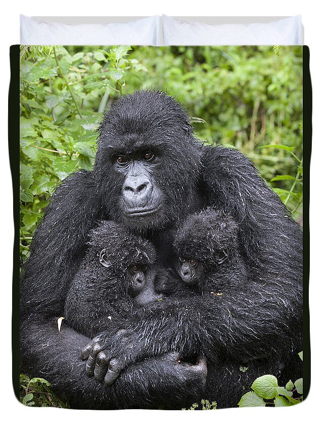 Feb0514 Duvet Cover featuring the photograph Mountain Gorilla Mother And Twins by Suzi Eszterhas