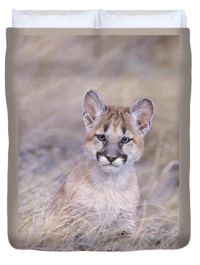 North America; Wildlife; Mammal; Moutain Lion Duvet Cover featuring the photograph Mountain Lion Cub in Dry Grass by Dave Welling