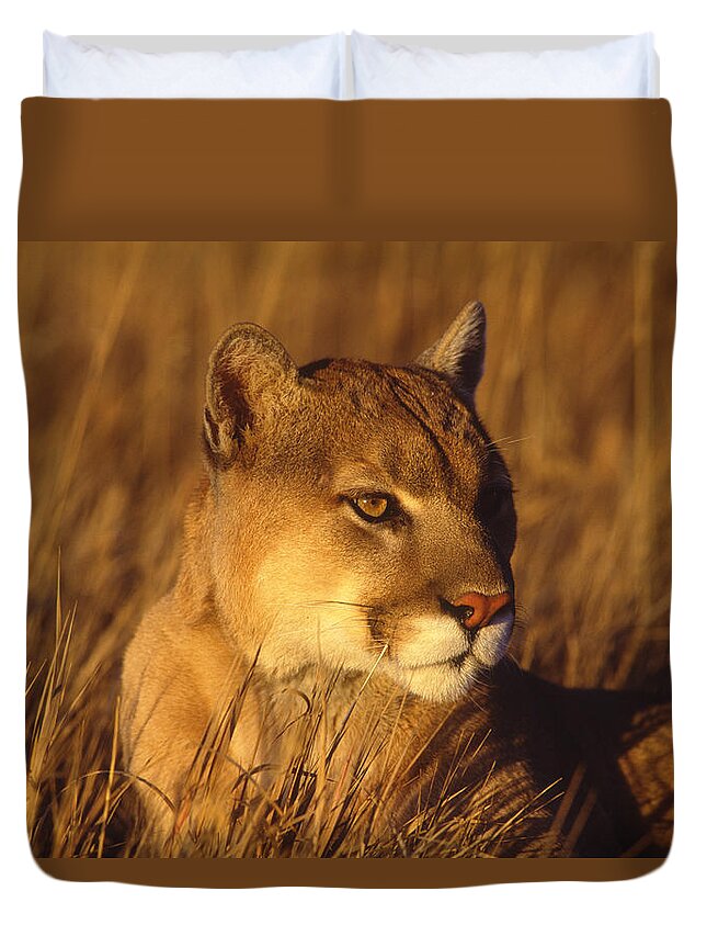Feb0514 Duvet Cover featuring the photograph Mountain Lion Montana by Tom Vezo