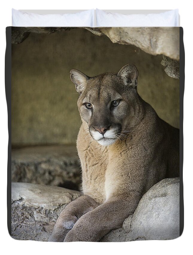 San Diego Zoo Duvet Cover featuring the photograph Mountain Lion by San Diego Zoo